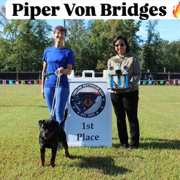 Rottweiler puppies from Bronx Von Bridges Rottweilers