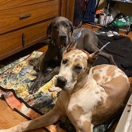 Great Danes from QC MOSS DANES