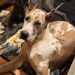 Great Danes from QC MOSS DANES