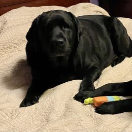 Labrador Retriever All Grown Up from McCabe Creek Labradors