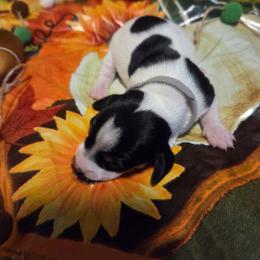 Holly - Piebald female Dachshund puppy in Grover, North Carolina from Windie's Dachshunds