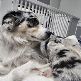 Sage - Miniature American Shepherd