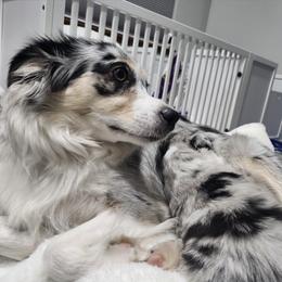 Sage - Miniature American Shepherd