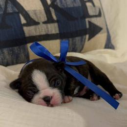 Boston Terrier Puppies from Lakeview Bostons