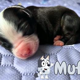 Muffin - Black tri female Miniature American Shepherd puppy in Millington, Tennessee from Goading Glee Glade