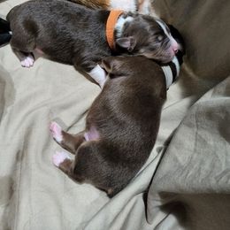 Miniature Australian Shepherd Puppies from Bornagain Paws