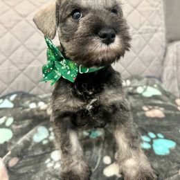 Miniature Schnauzer Puppies from NM Schnauzer Minis