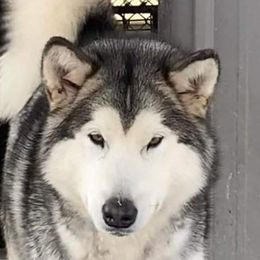Sabine - Alaskan Malamute