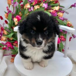 Fluffy- Briar - Black and white male American Corgi puppy in Waskom, Texas from Piney Woods Corgis
