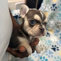 Girl 2 - Tricolors female French Bulldog puppy in Fulton, Missouri from FamLee Frenchies