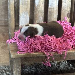 RTF1 - Red tri female Miniature Australian Shepherd puppy in Lexington, Nebraska from Osborne's Aussies