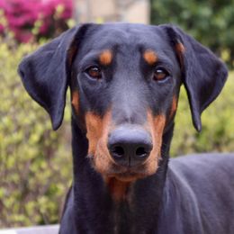 Mena - Doberman Pinscher