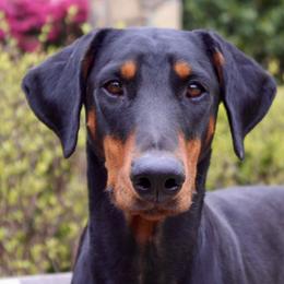 Mena - Doberman Pinscher