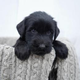 Punkin - Black female Giant Schnauzer puppy in Collinsville, Mississippi from Hillside Kennels
