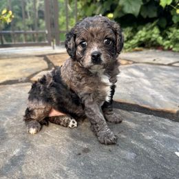 Sparkler - Merle female Cavapoo puppy in Hesperia, Michigan from Yankee Doodle Dogs