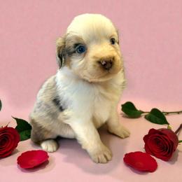 Ivory - Red merle female Australian Shepherd puppy in Statesville, North Carolina from Charming Australian Shepherds