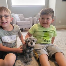 Miniature Schnauzer Puppies from Wahl 2 Wahl Schnauzers