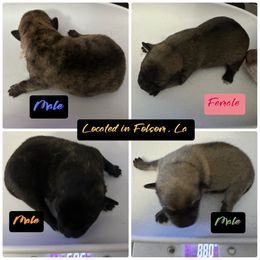 Chihuahua and Poodle Puppies from Garrett’s Chihuahuas and Poodles