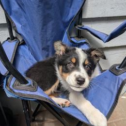 Zelda - Black tri-color female Australian Shepherd puppy in Woodinville, Washington from Cornerstone Australian Shepherds