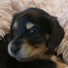 Girl 2 - female Dachshund puppy in Plant City, Florida from Oakley's Dachshund Ranch