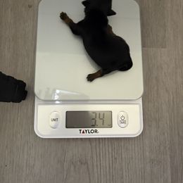 Tiny - Black and gold female Yorkshire Terrier puppy in Chicago, Illinois from Chicago Yorkies