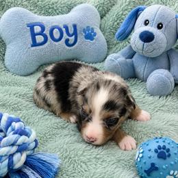 Race - Blue merle male Miniature American Shepherd puppy in Covington County, Alabama from Sweetbay Aussies/ Miniature American Shepherds