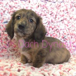 WREN 4000 - Brindle female Dachshund puppy in Gatesville, Texas from CJ's Dach Dynasty