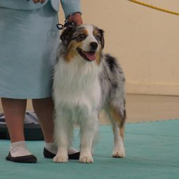 Australian Shepherd All Grown Up from Artemisia Aussies