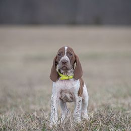 Bracco Italiano, German Shorthaired Pointer, and Vizsla Puppies from Nosam Kennels- Vizslas, German Shorthairs & Braccos- Kentucky