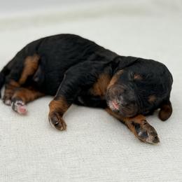 Girl 3 - Phantom female Bernedoodle puppy in Bellville, Ohio from Bernedoodle Buddies