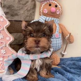 Major - Chocolate and tan male Yorkshire Terrier puppy in Parkersburg, West Virginia from Chocolate Diamonds in the RUFF