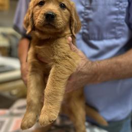 Golden Retriever Puppies from Shupe’s Sweet Southern Goldens