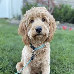 Indie - Goldendoodle