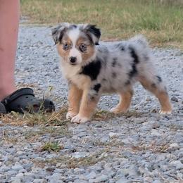 Lacy - Blue merle female Miniature Australian Shepherd puppy in Leonard, Texas from Tin Roof Aussies