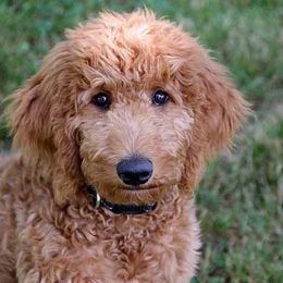 Goldendoodle Puppies from Knapp's Paw Prints