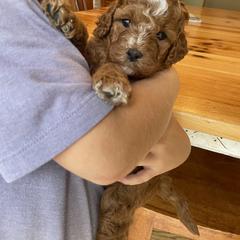 Cavapoo Puppies from The Doodle Den