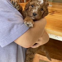 Cavapoo Puppies from The Doodle Den