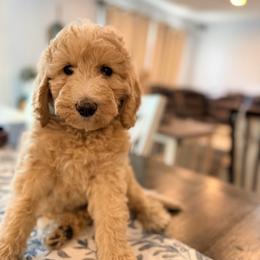 Pearl - Apricot female Goldendoodle puppy in Macclenny, Florida from Baker County Goldendoodles