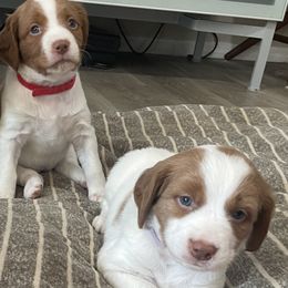Brittanys from Little Creek Kennels