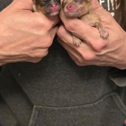 Orange Sable Girl - Orange parti female Pomeranian puppy in Ontario, Oregon from S'more Pomeranians