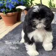 Tan collar boy - Black and white male Cavatzu puppy in Oklahoma from Rocky Oak Cavaliers & Biewer Terriers LLC