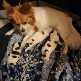 Boy 1 - Fawn and white male Papillon puppy in Bon Aqua, Tennessee from Rene's Papillon