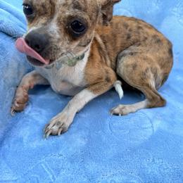 Roxy - Blue brindled fawn female Chihuahua puppy in Seneca, Missouri from Stephanie’s Puppy Colony
