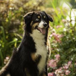 Shadow - Miniature American Shepherd