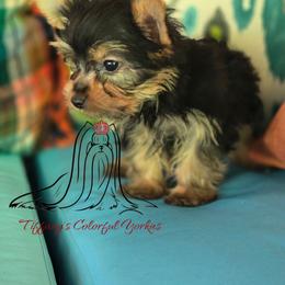 Boy 1 - Black and gold male Yorkshire Terrier puppy in Old Fort, North Carolina from Tiffany’s Colorful Yorkies