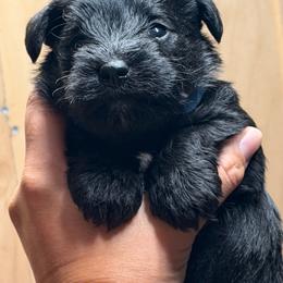Blue - Black male Miniature Schnauzer puppy in Sparta, North Carolina from New River Miniature Schnauzers
