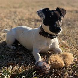 Jack Russell Terriers from JBar Jacks