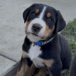 Blue boy - Black, white and red male Greater Swiss Mountain Dog puppy in Woodland, Washington from Woodland Swissie’s