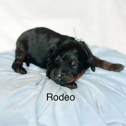 Rodeo - Phantom male Goldendoodle puppy in Pasco, Washington from Camp Doodle Woods