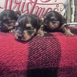 Yorkshire Terrier Puppies from Yorkietopia